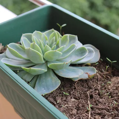 Bledi's Cozy 2 In New Blvd 公寓 地拉那