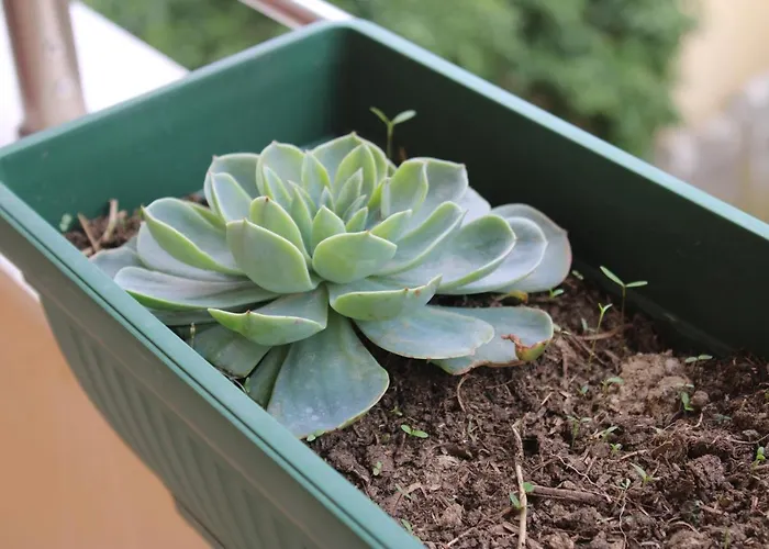 Bledi's Cozy 2 In New Blvd Appartamento Tirana